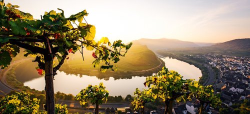 Weinberge im Flusstal Mosel