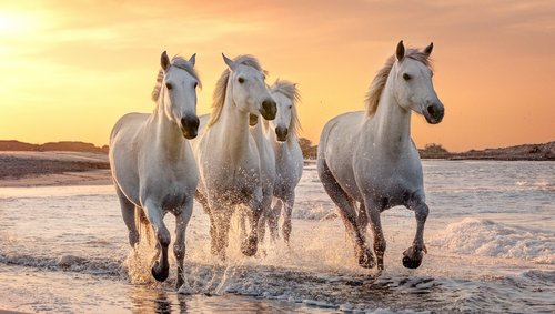 Camargue mit A-ROSA bewundern