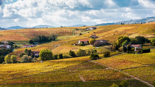 Weinregion in Frankreich mit A-ROSA bewundern