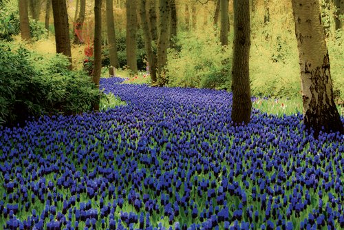 Rundgang in Keukenhof mit A-ROSA