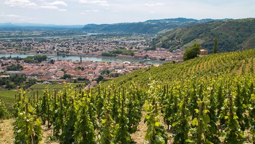 Weinberge der Tain-l’Hermitage erkunden 