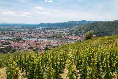 Weinberge der Tain-l’Hermitage erkunden 