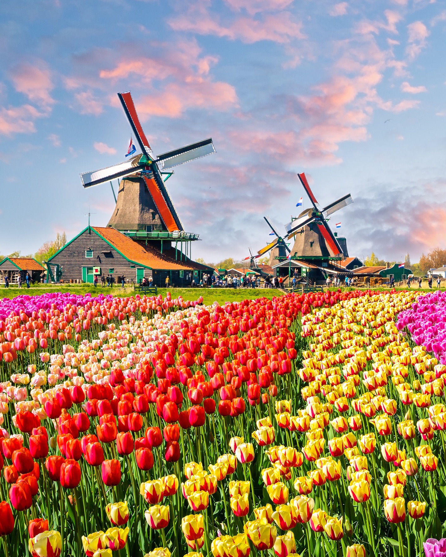 Ahoy Tulip Season! 🌷 This spring, you can once again look forward to&hellip;